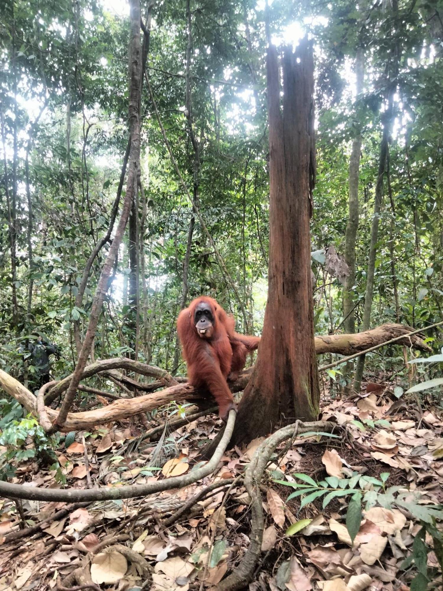 Wisma Batu Mandi Bukit Lawang Dış mekan fotoğraf