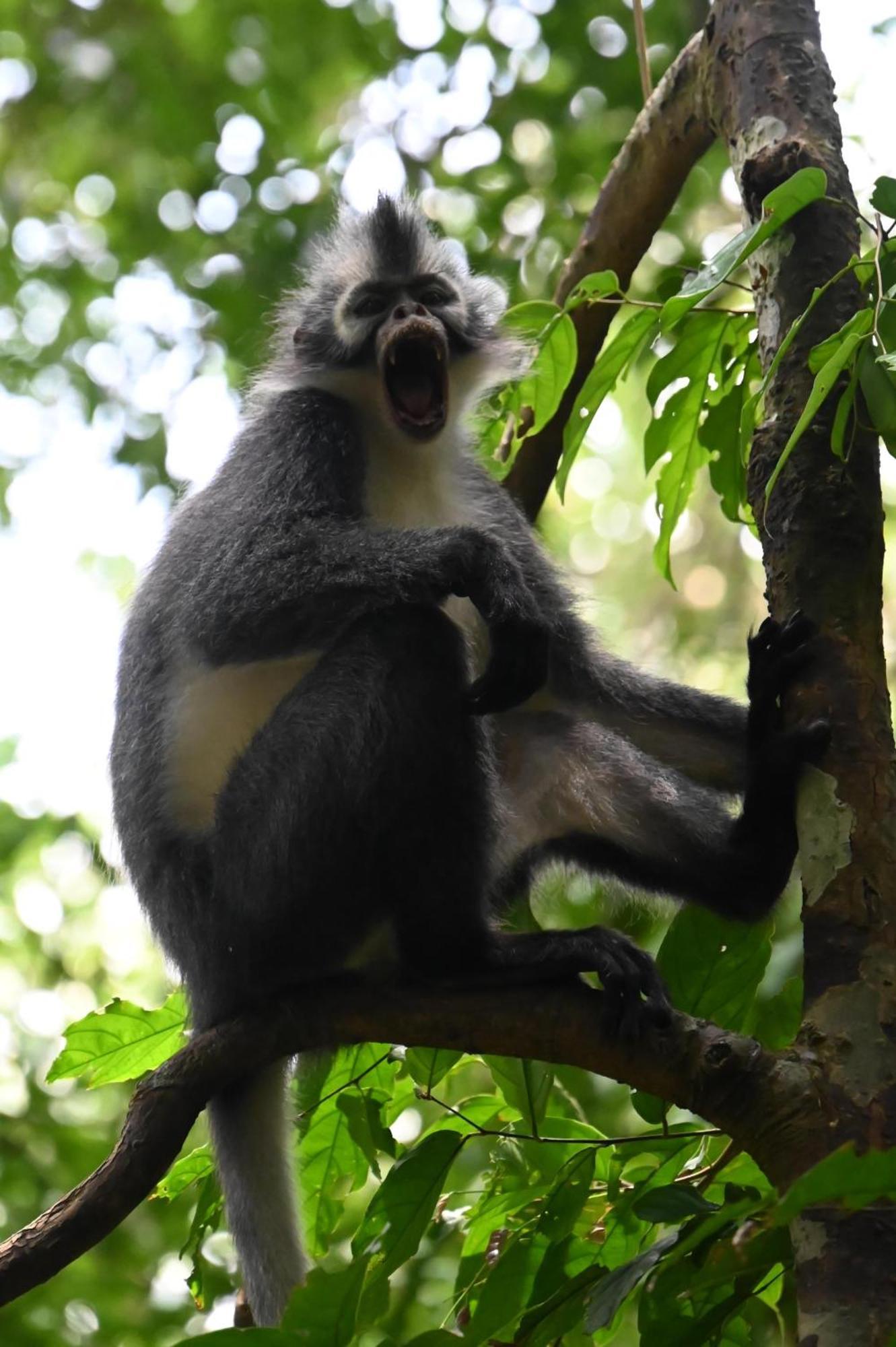 Wisma Batu Mandi Bukit Lawang Dış mekan fotoğraf