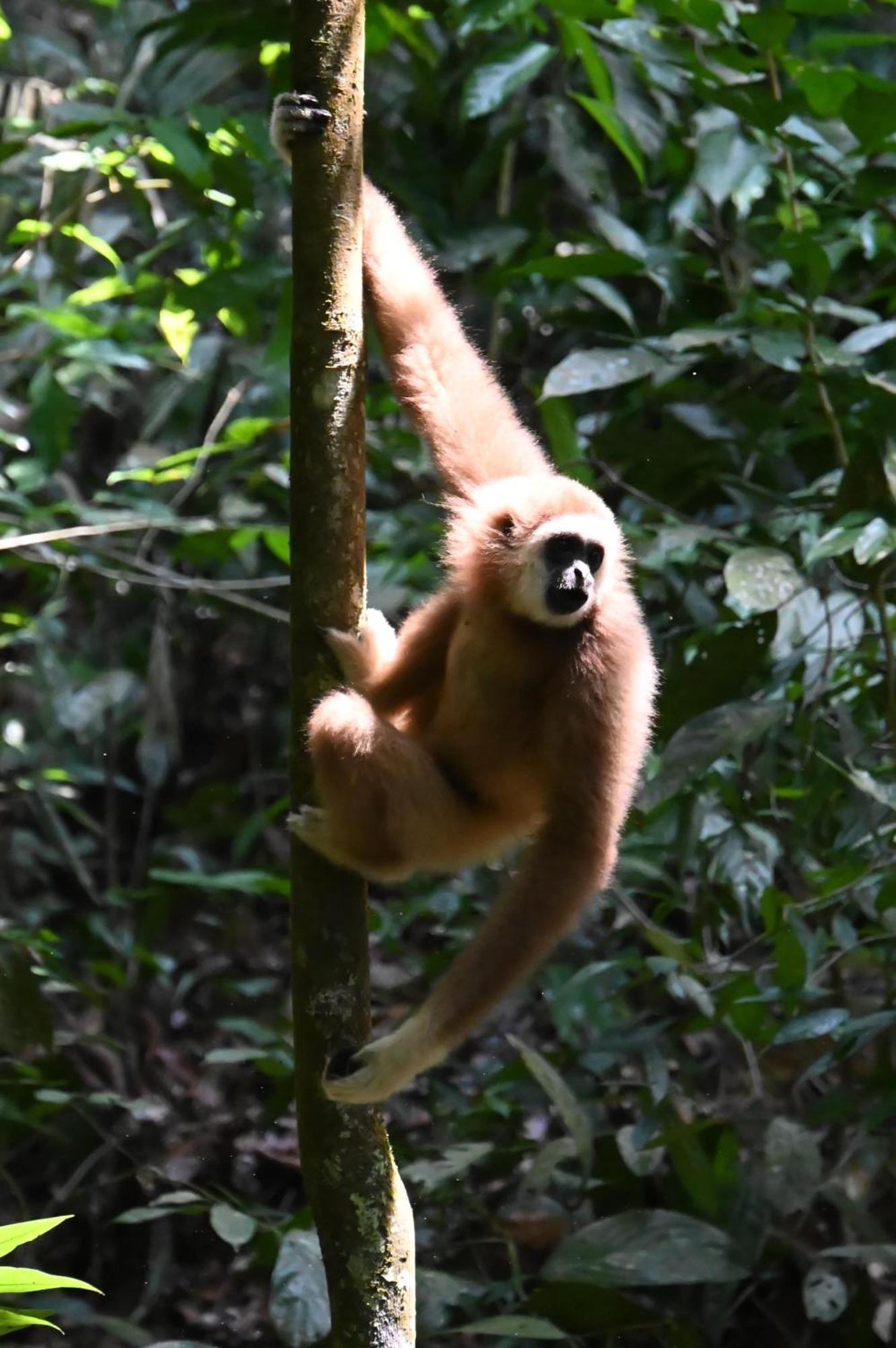 Wisma Batu Mandi Bukit Lawang Dış mekan fotoğraf