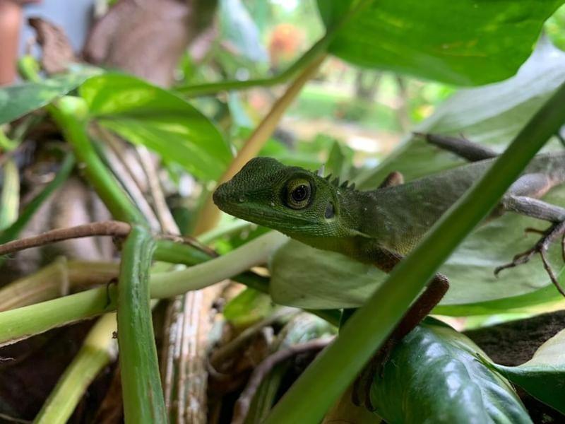 Wisma Batu Mandi Bukit Lawang Dış mekan fotoğraf