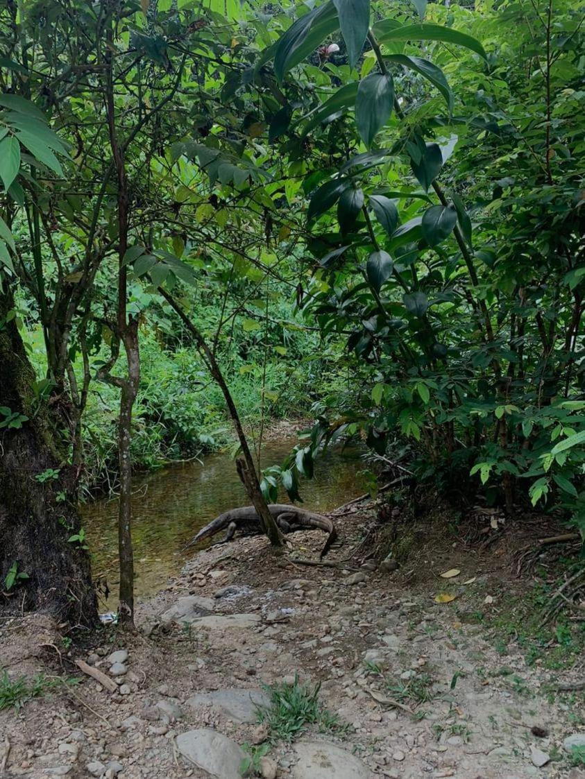 Wisma Batu Mandi Bukit Lawang Dış mekan fotoğraf
