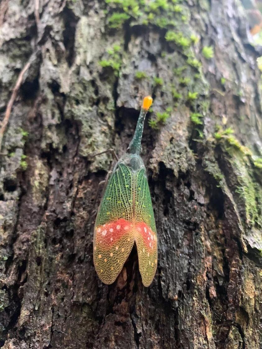 Wisma Batu Mandi Bukit Lawang Dış mekan fotoğraf