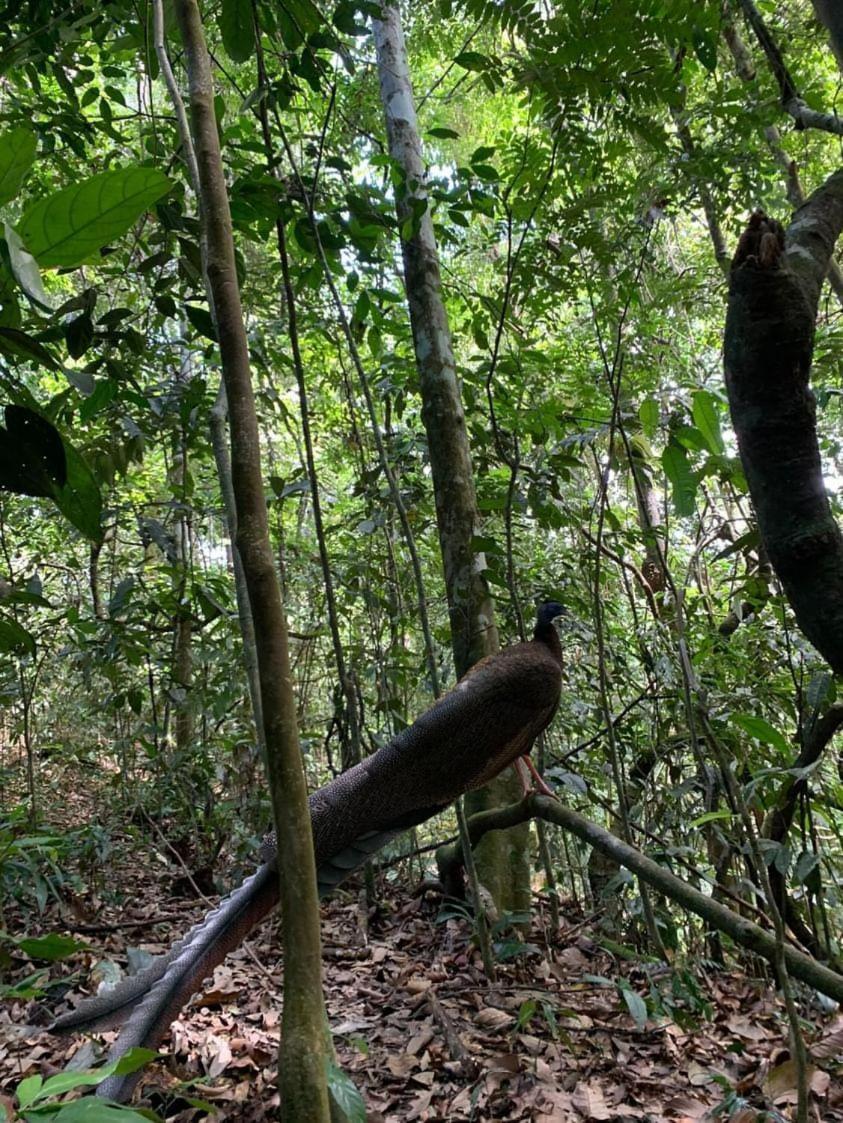 Wisma Batu Mandi Bukit Lawang Dış mekan fotoğraf